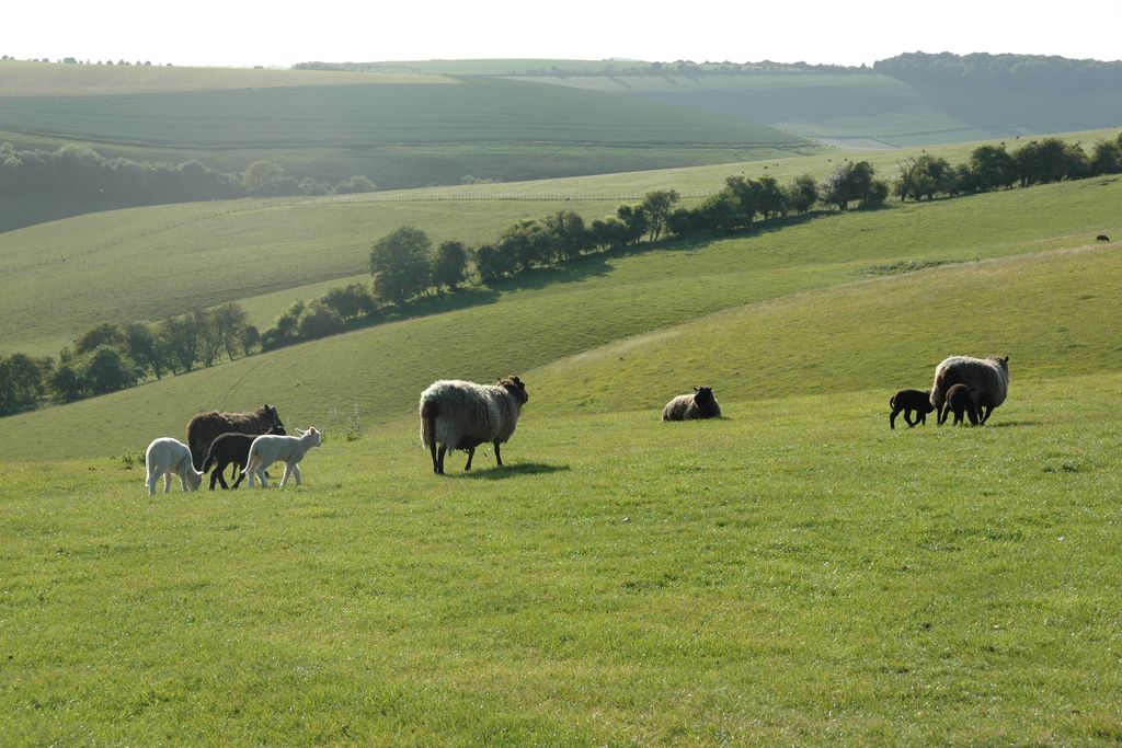 South Downs Eco Lodge 7 - Gallery