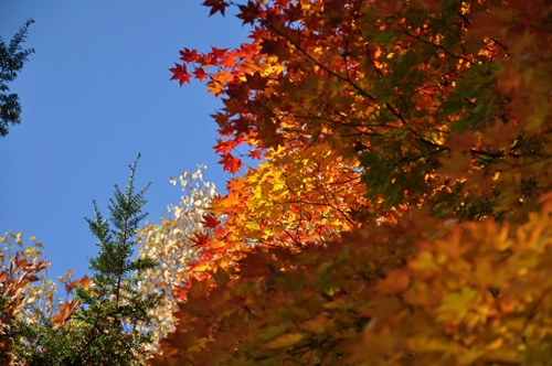 野幌開村緑地の紅葉