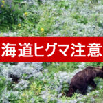 北海道ヒグマ注意報