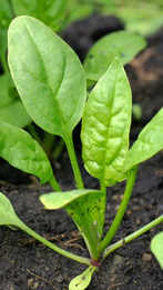 Grow spinach at home in 8 simple steps:Image