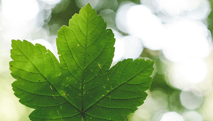 Landing page picture shows a green leaf from the environmental pillar.