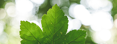 A green leaf that represents the natural capital aspect of the environmental pillar.