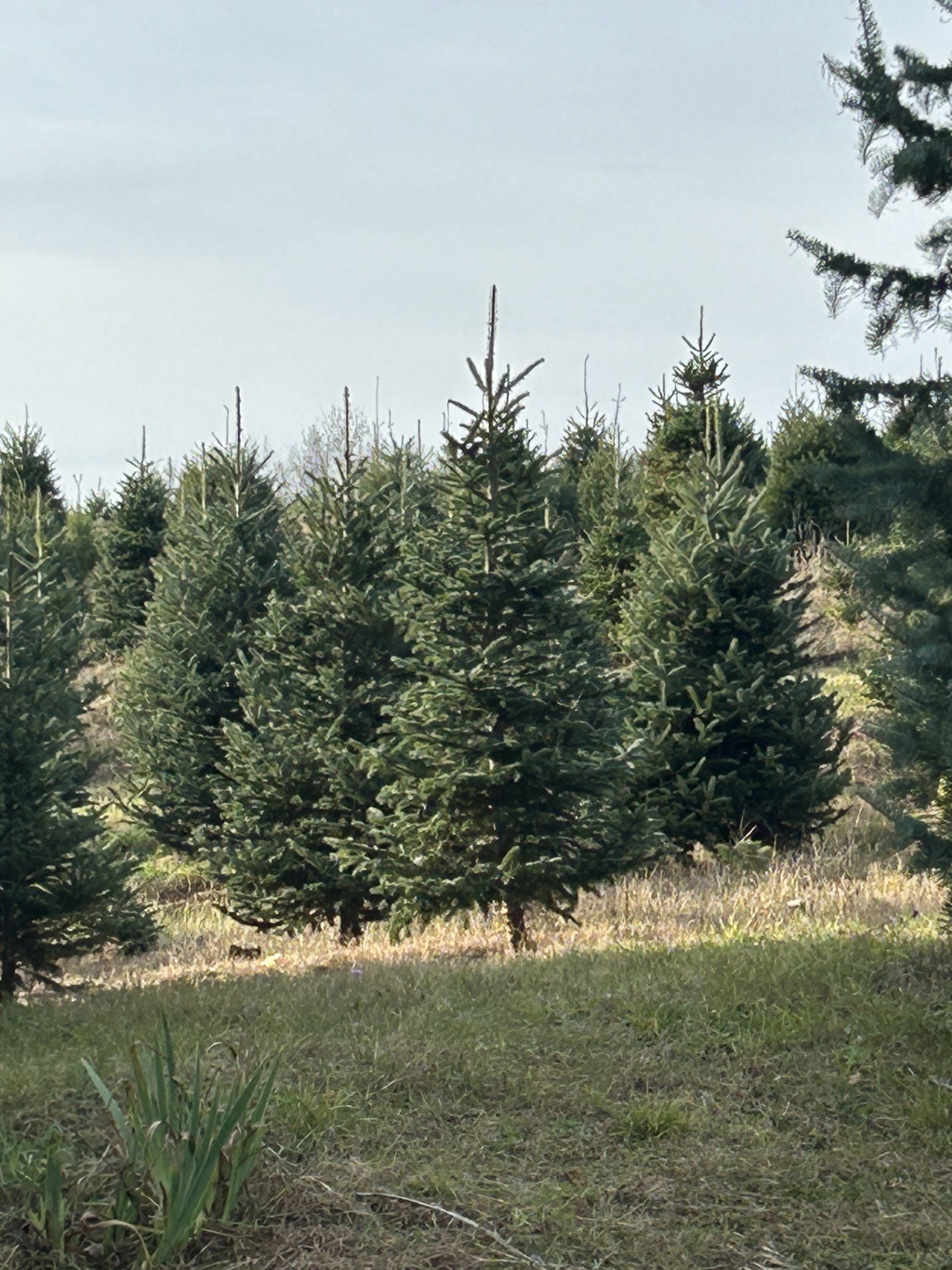 Christmas Trees at Hart Tree Farm in Michigan