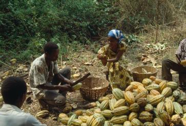 Farmers in Ghana prepare cacao for processing