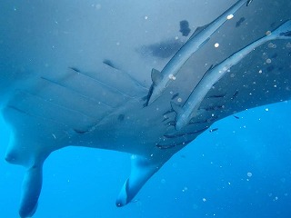 マンタと泳ぐコバンザメ