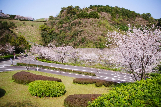 春　山道（道路）の桜