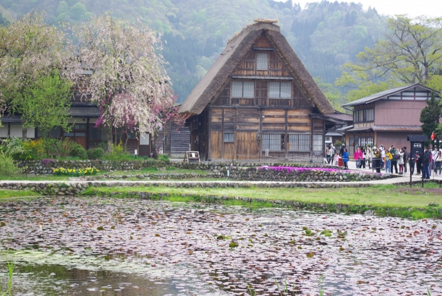 葉桜と合掌造り（春の白川郷）