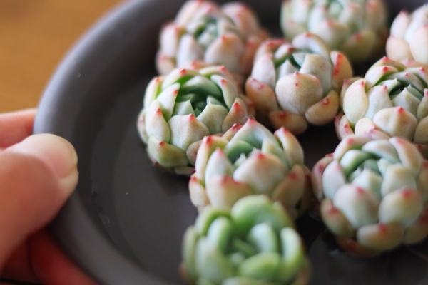 多肉植物ジャスミンの植え替え