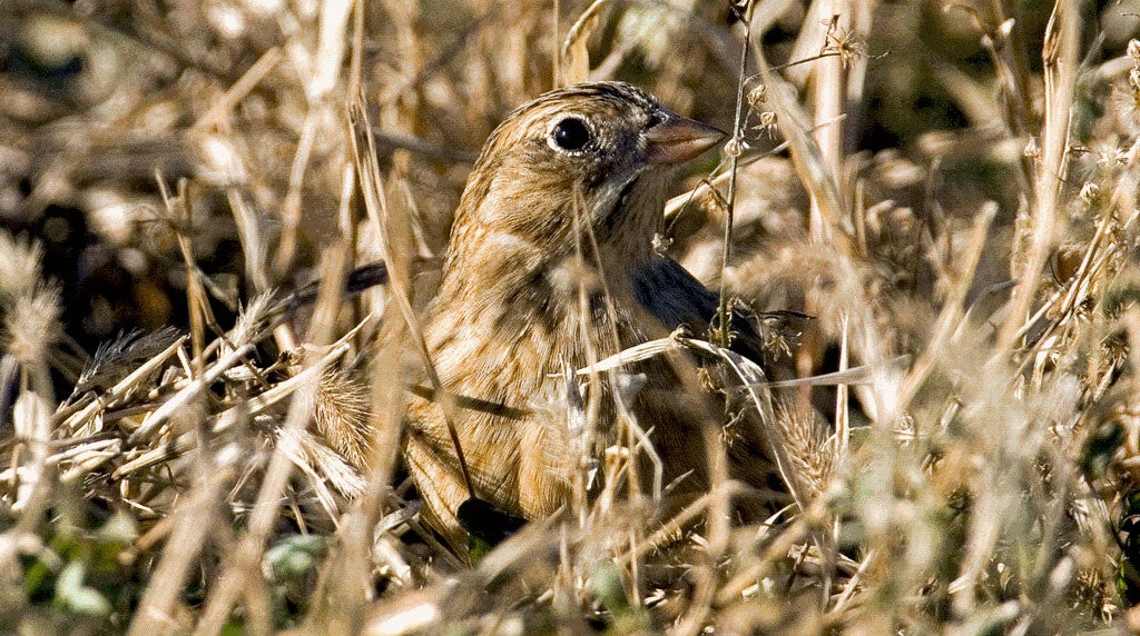 Image: Smith’s Longspur Calcarius pictus, Neal Smith NWR, Iowa. Credit: Paul Roisen/USFWS