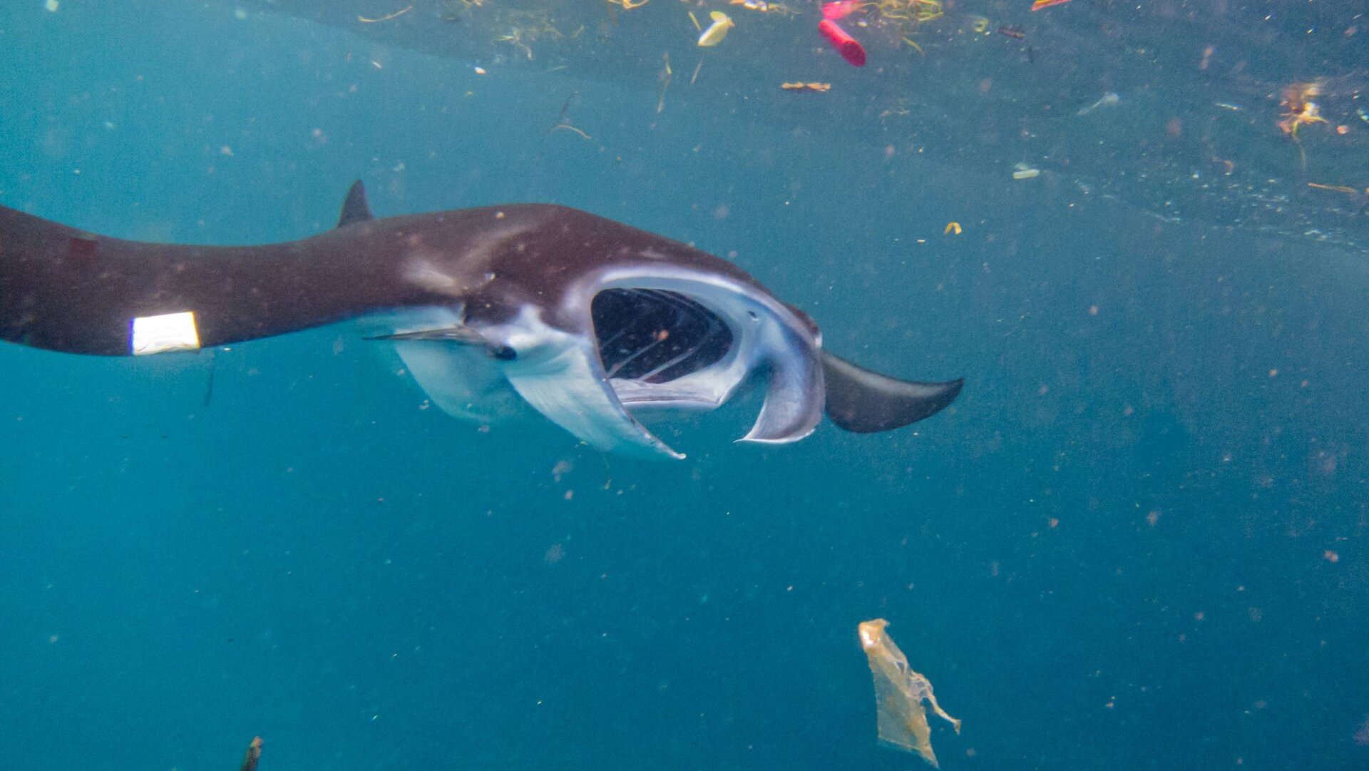 Photo: Elitza Germanov, Marine Megafauna Foundation