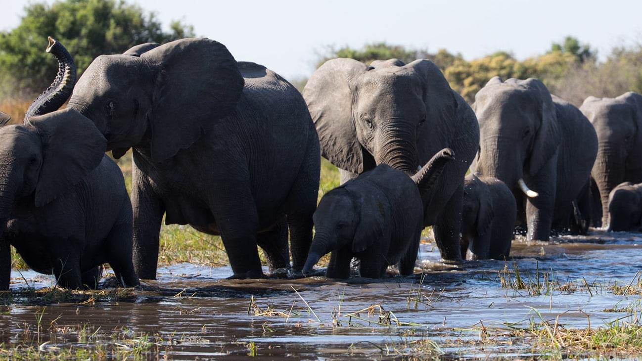 A herd of elephants makes the tumultuous journey. 