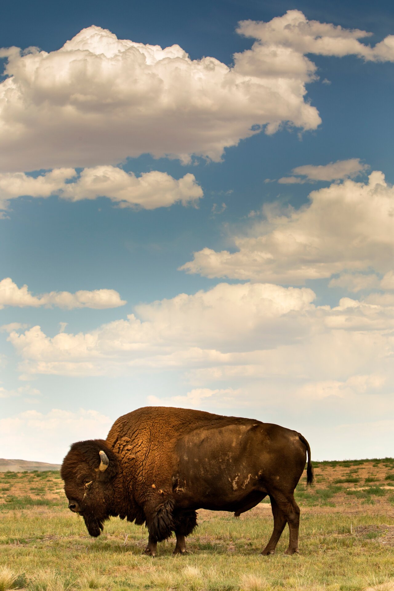 A buffalo at Rocky Mountain Arsenal National Wildlife Refuge, Colorado