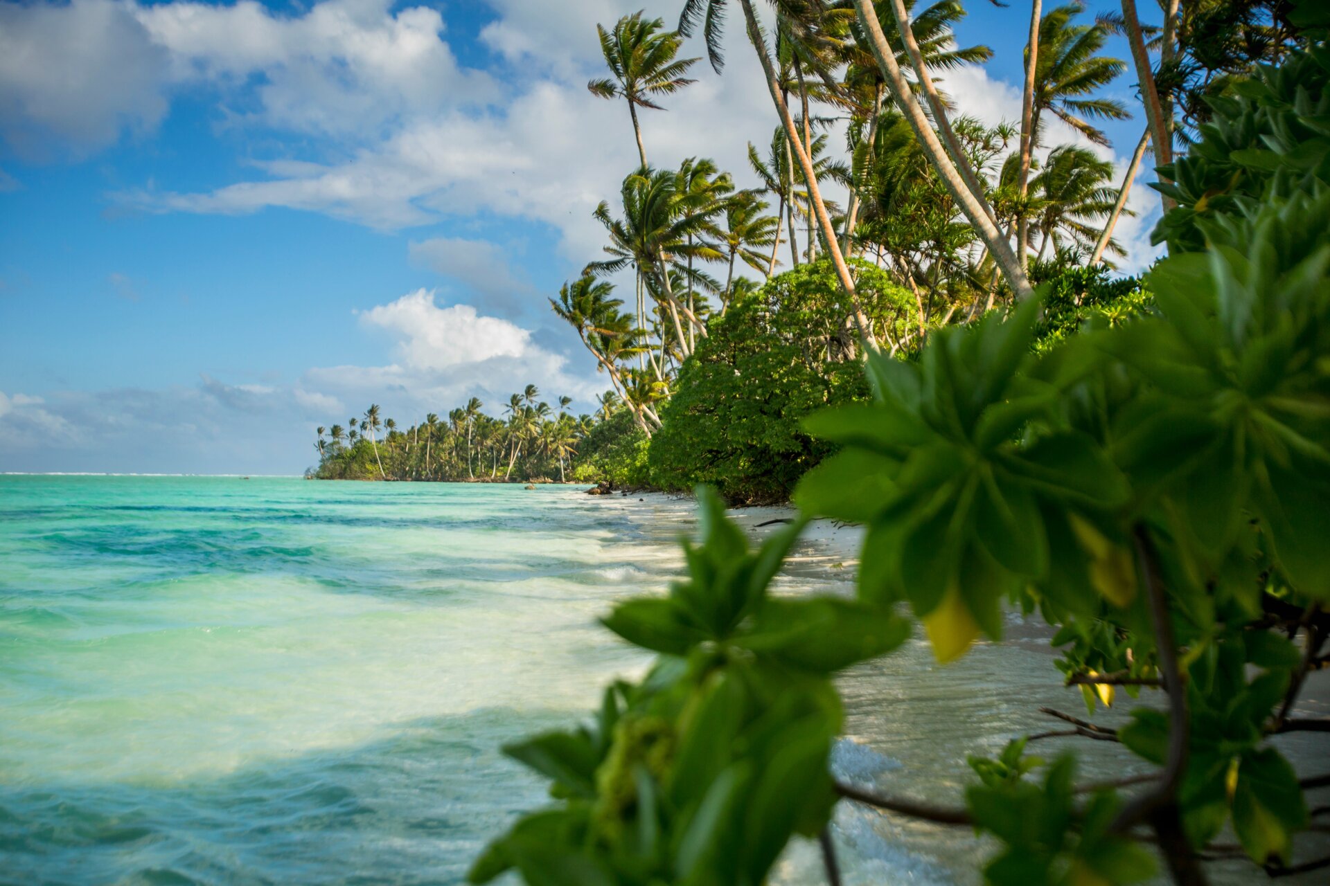 Palmyra Atoll is a rugged coral atoll, with palm trees lining the shores and easily embodying the word “paradise.” Palm trees, however, are an invasive plant here, disrupting the nesting habitat of the seabirds that rely on the atoll. A major effort is underway to restore Palmyra’s native trees.