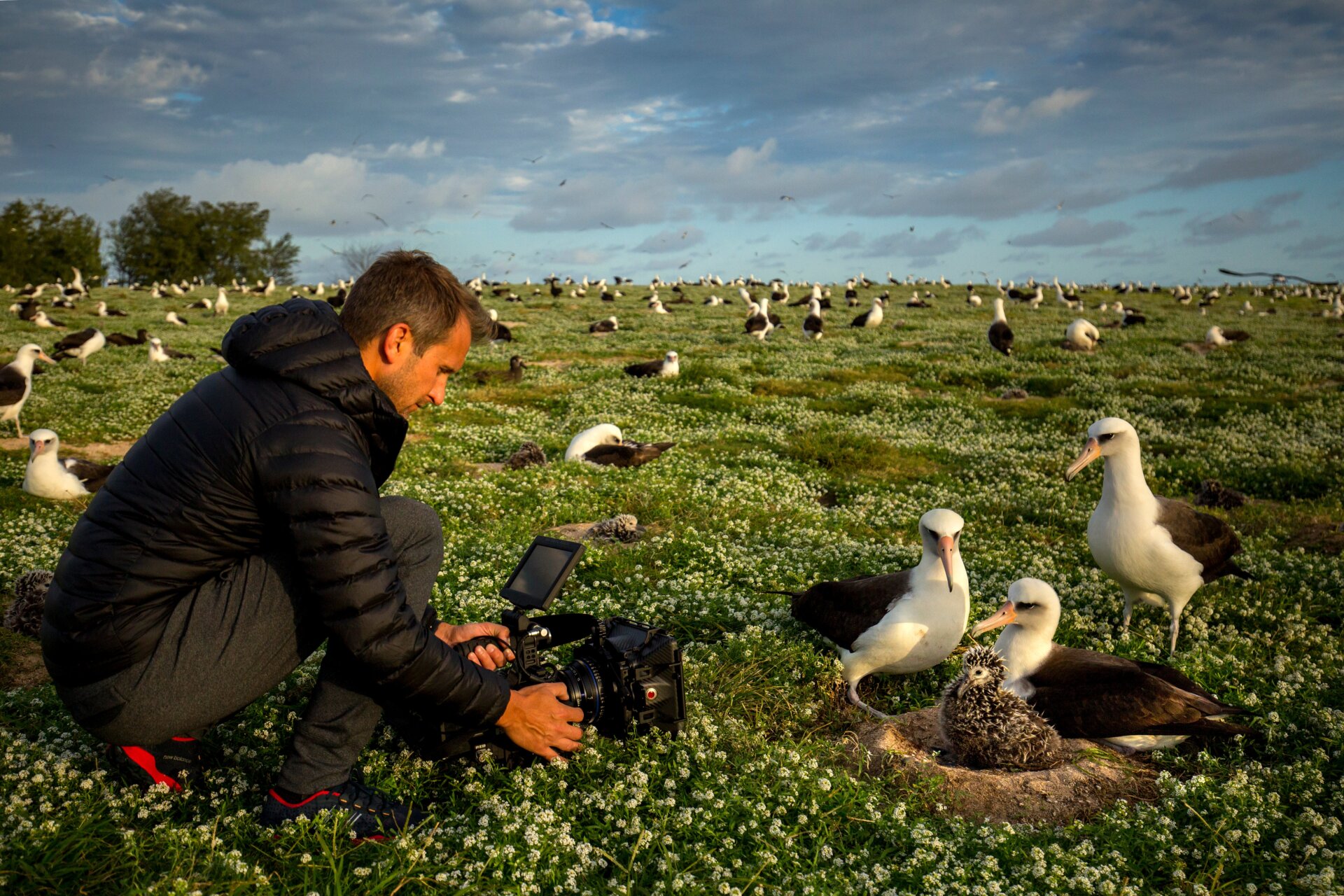 Shive films Laysan albatrosses (Phoebastria immutabilis) at Midway Atoll National Wildlife Refuge.