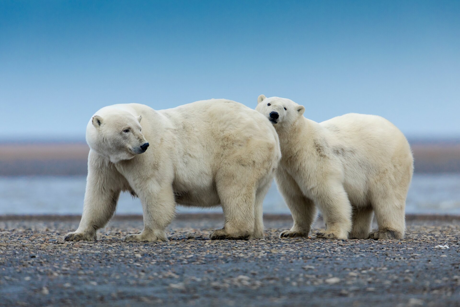 Polar bears in Arctic National Wildlife Refuge in Kaktovik, Alaska.