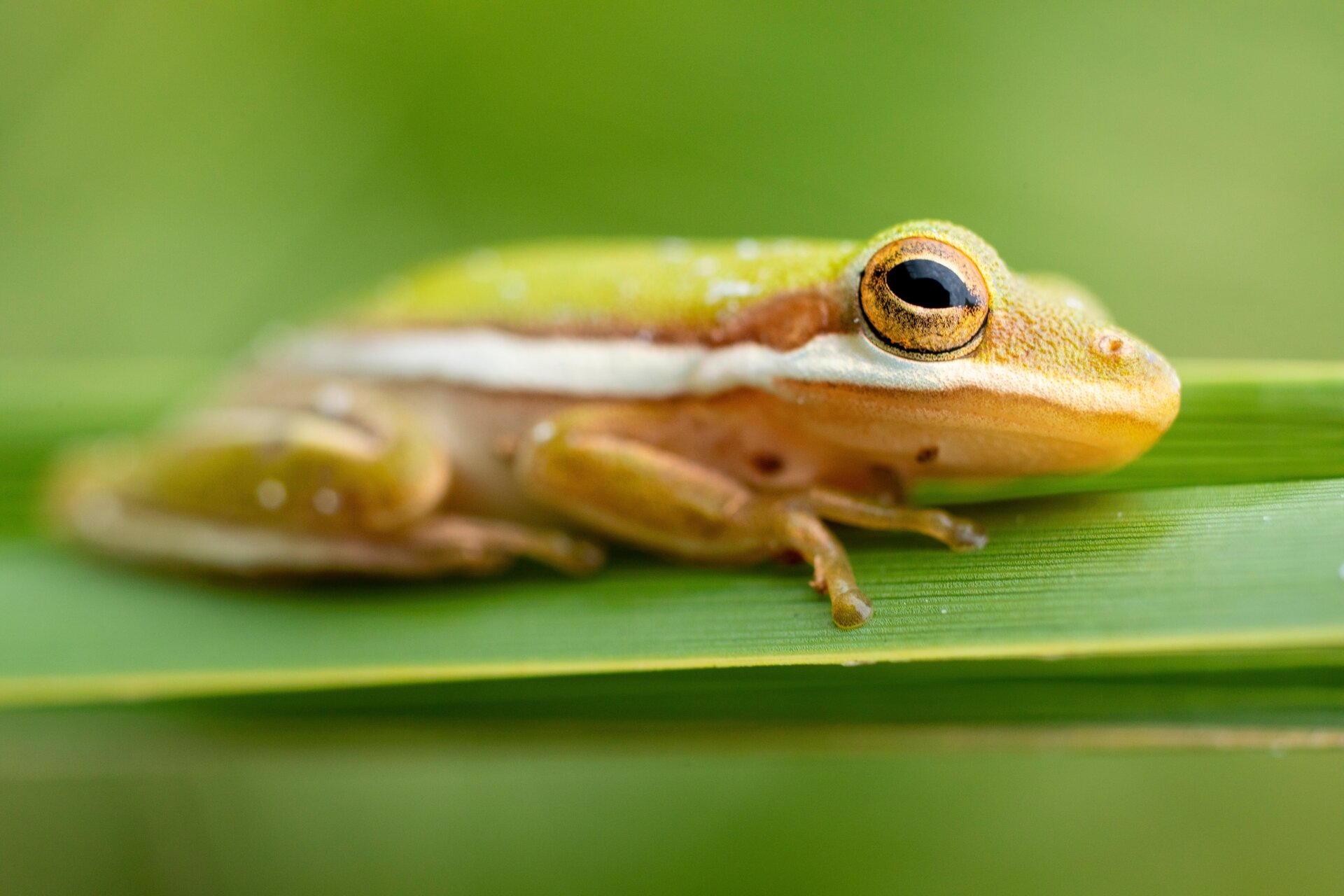 A frog photographed at Merritt Island National Wildlife Refuge, Florida.