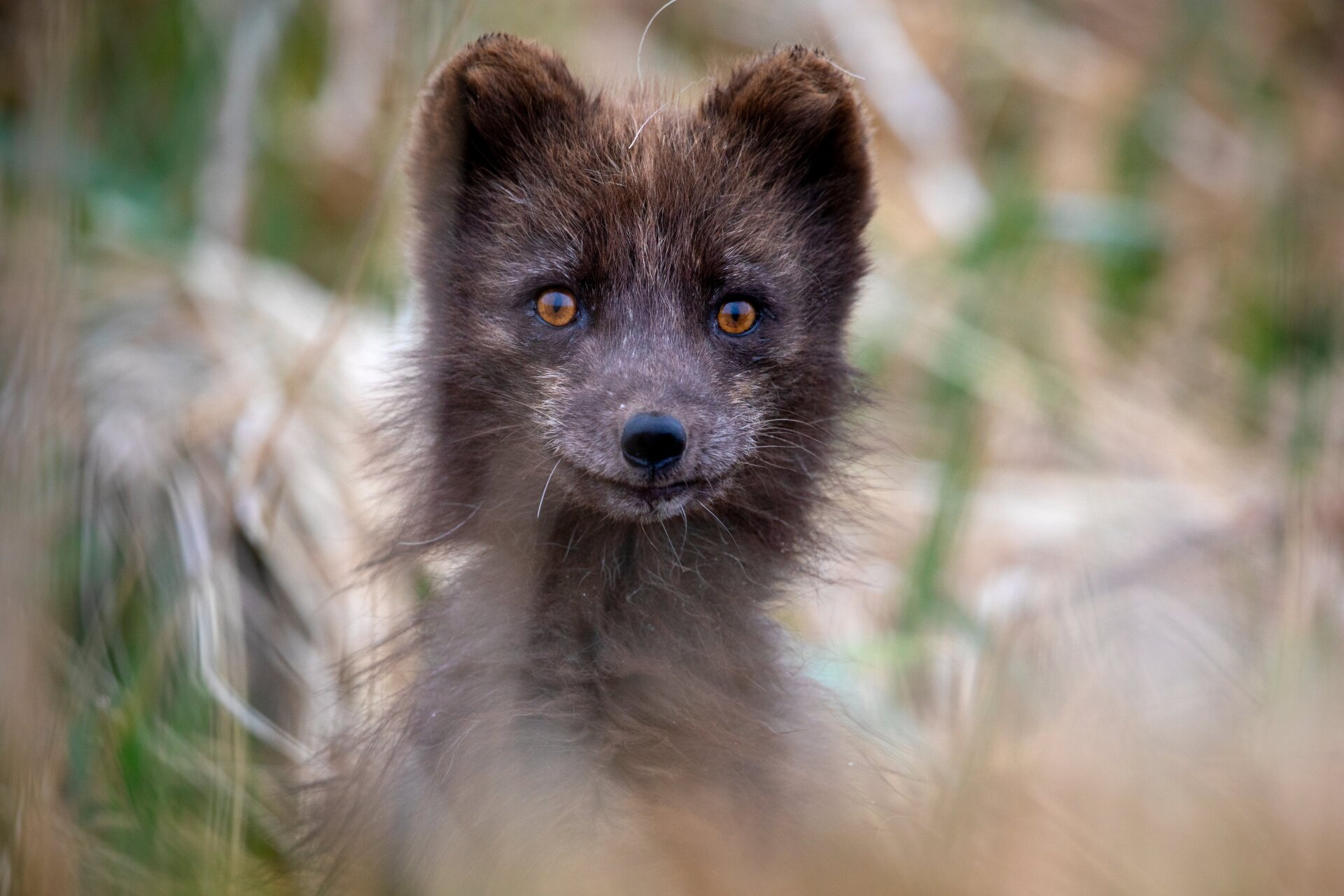 An Arctic fox at St. Paul Island, Pribilof Islands, part of Alaska Maritime National Wildlife Refuge. 