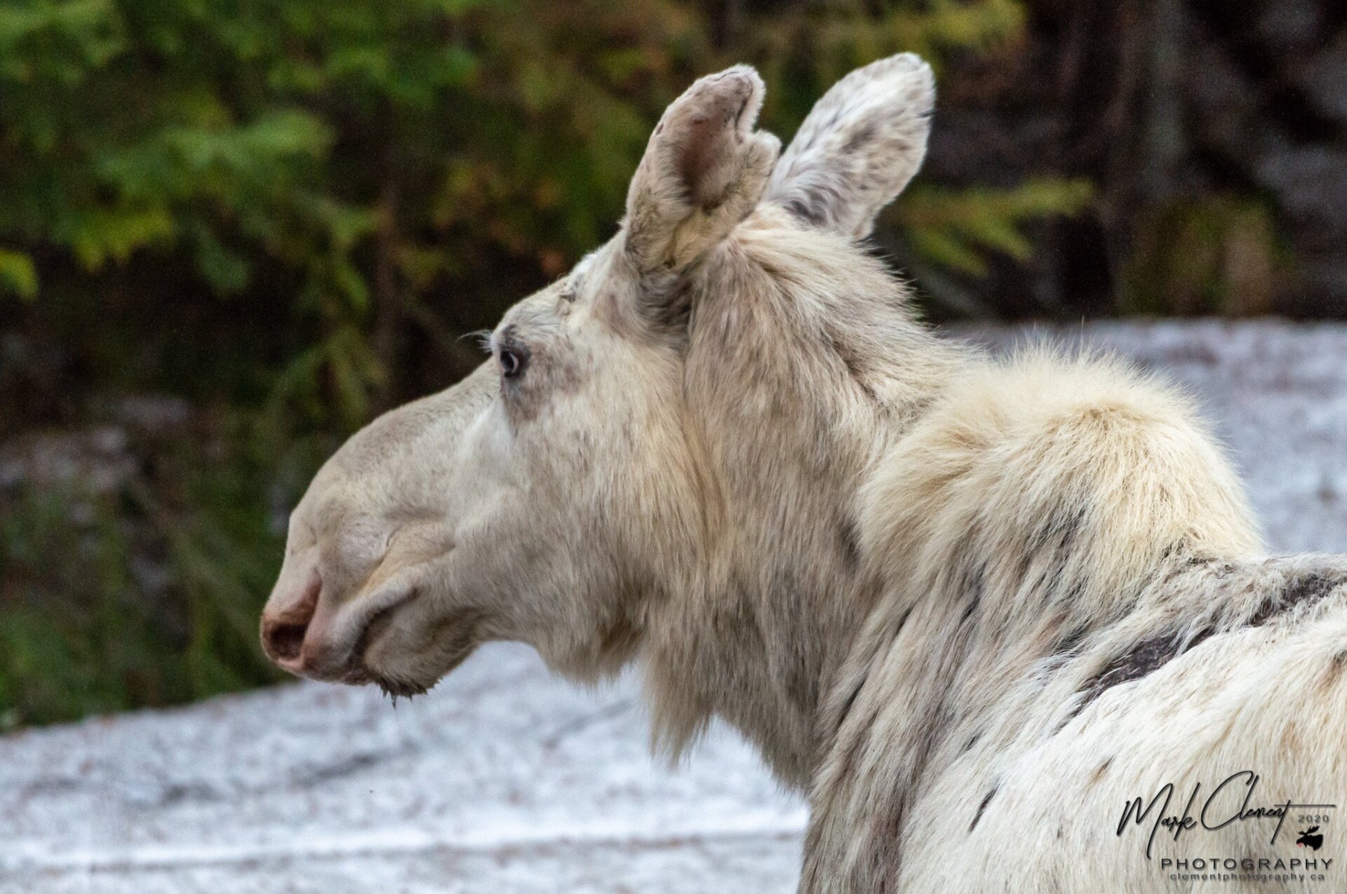 A white moose in Ontario, Canada, near Foleyet.