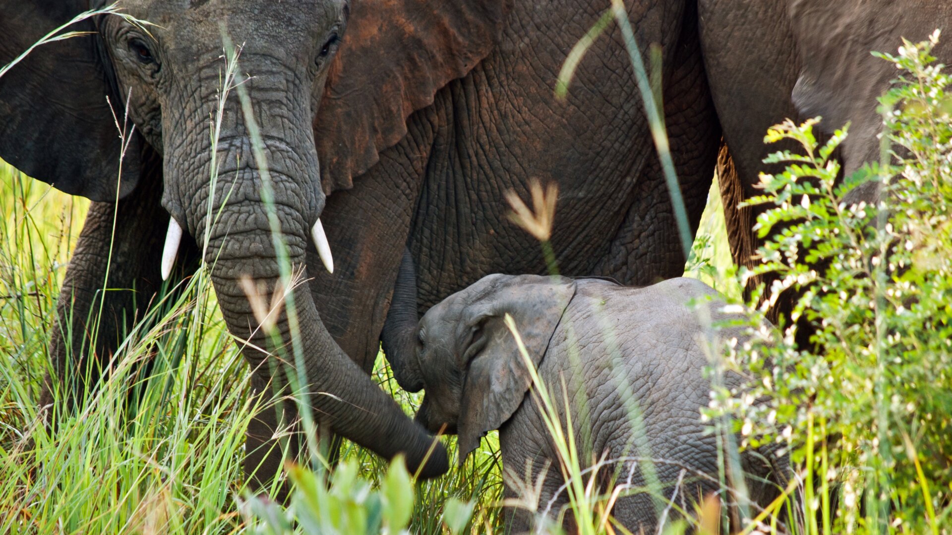 Photo: Virunga National Park