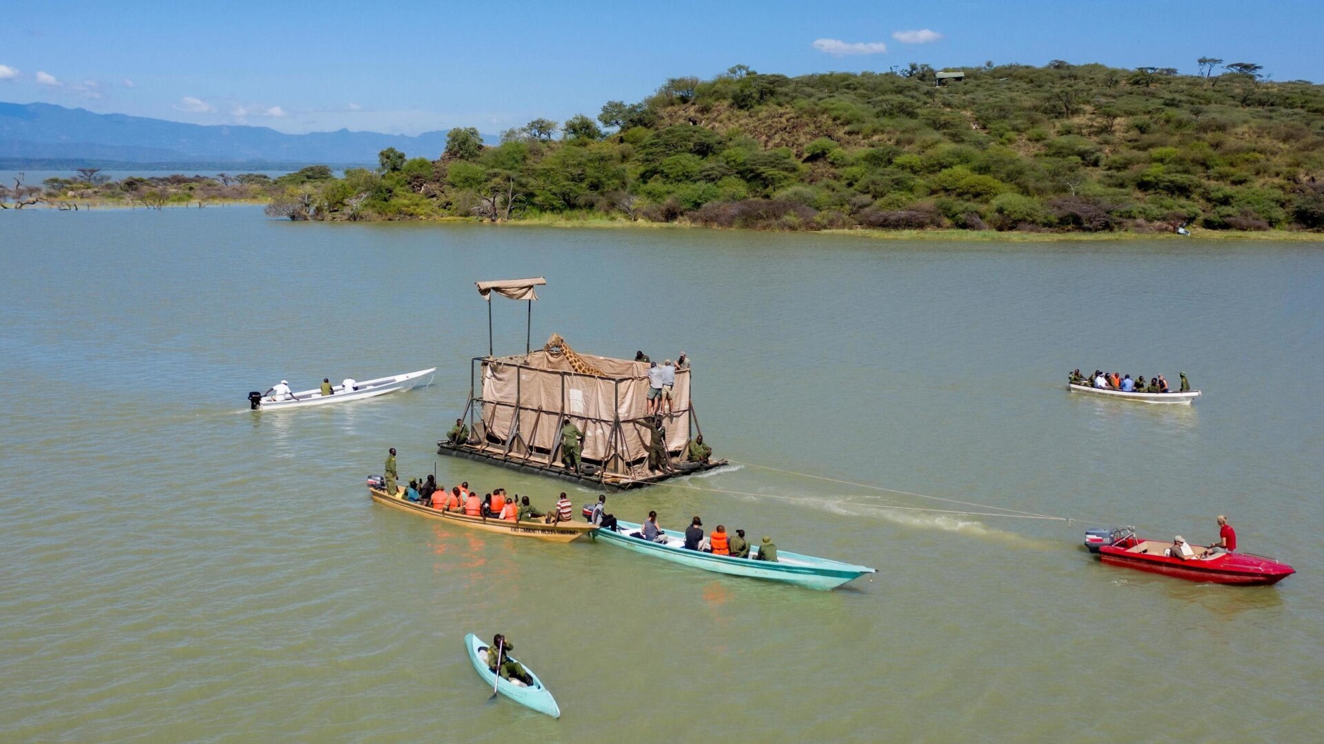 Asiwa the giraffe is gently moved toward safe land via barge.