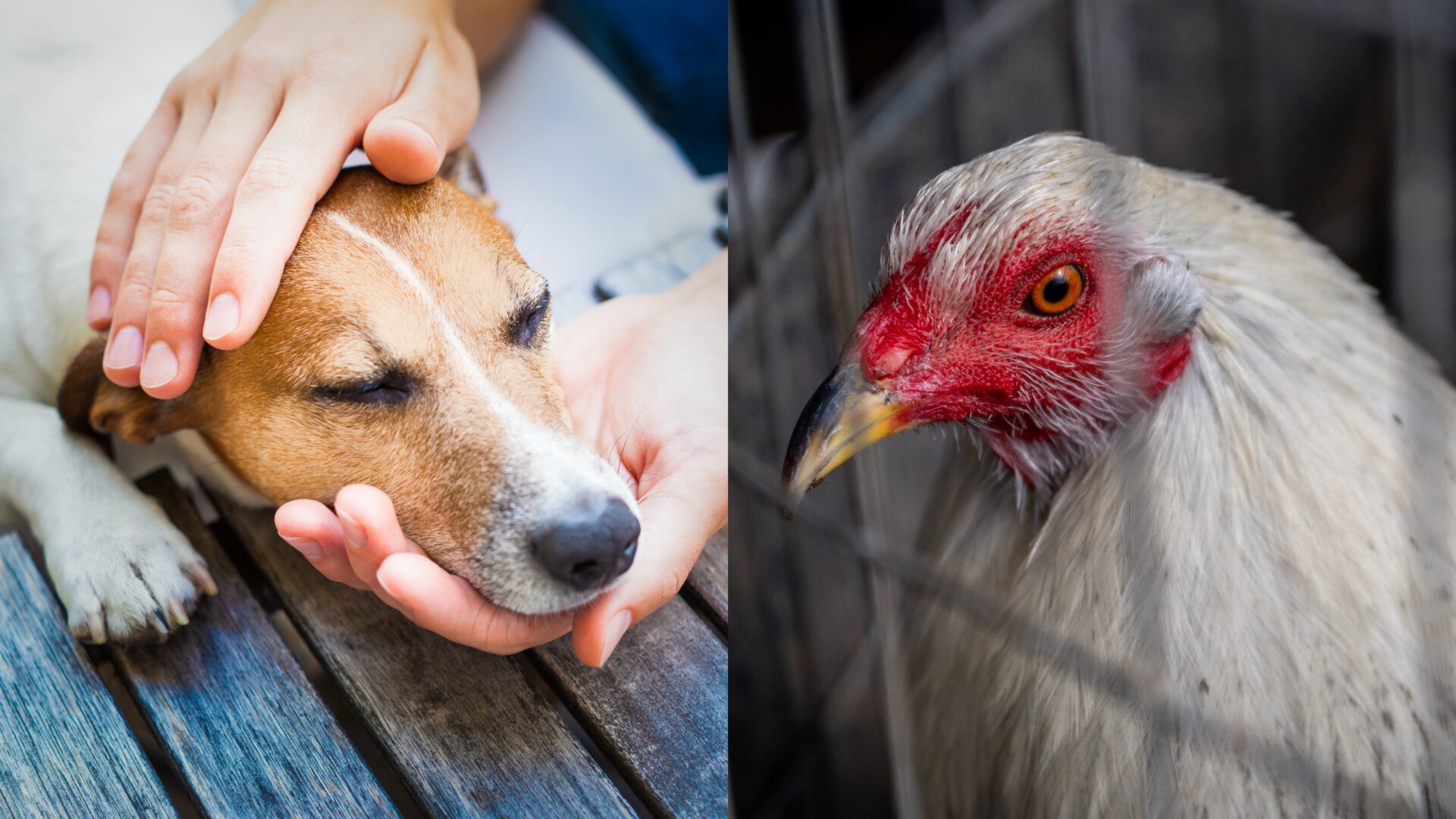 Photo: Getty Images (Brandon Bell/Staff) / Shutterstock (Javier Brosch) / Gizmodo