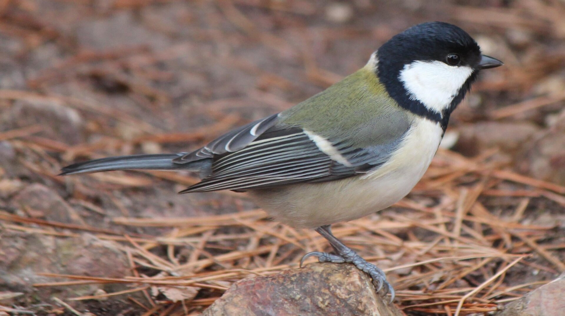 A Japanese tit.