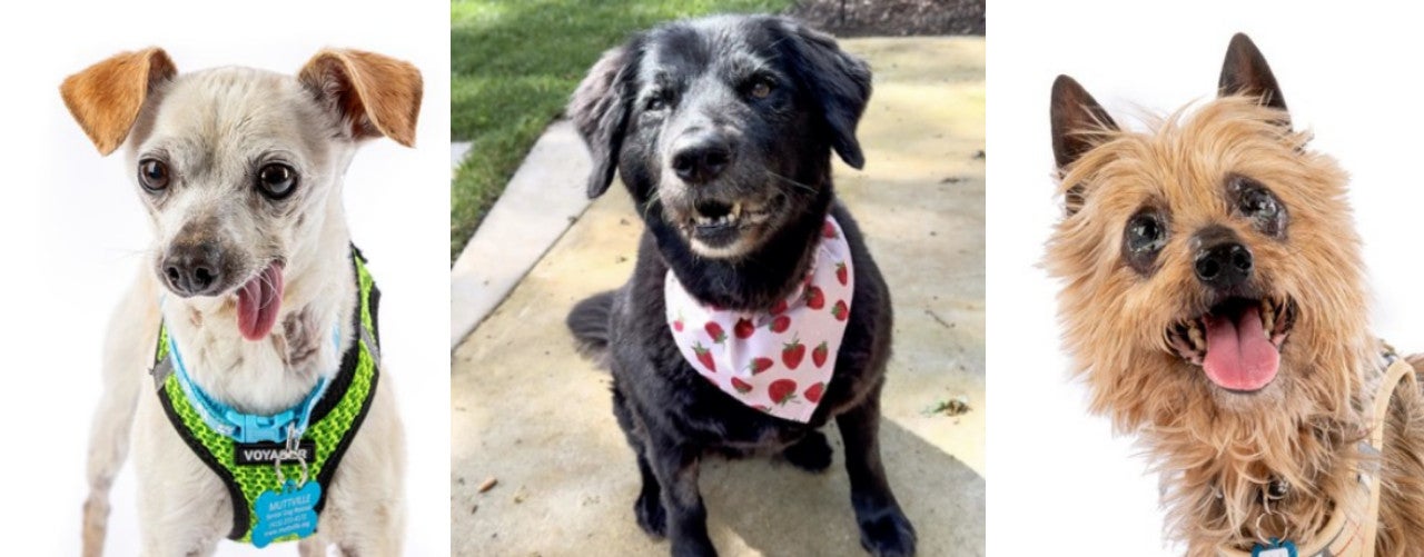 Just a few of the senior dogs available for adoption at Muttville Senior Dog Rescue in the Bay Area, including Pyrex (left, #11860), Sundae (middle, #11732), and Kabob (right, #11852)