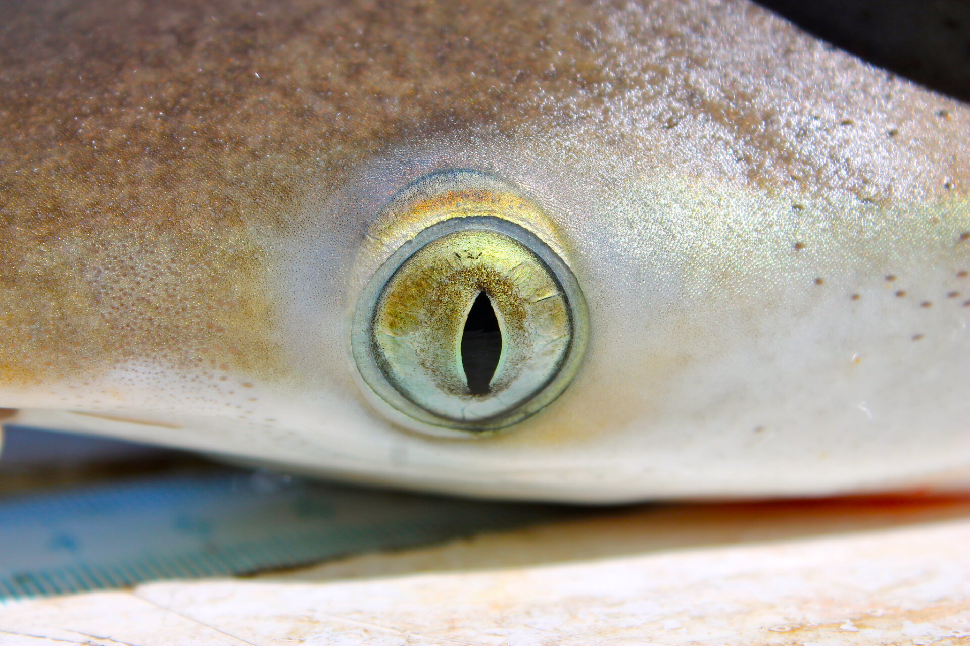 A close up photo of an Atlantic sharpnose shark