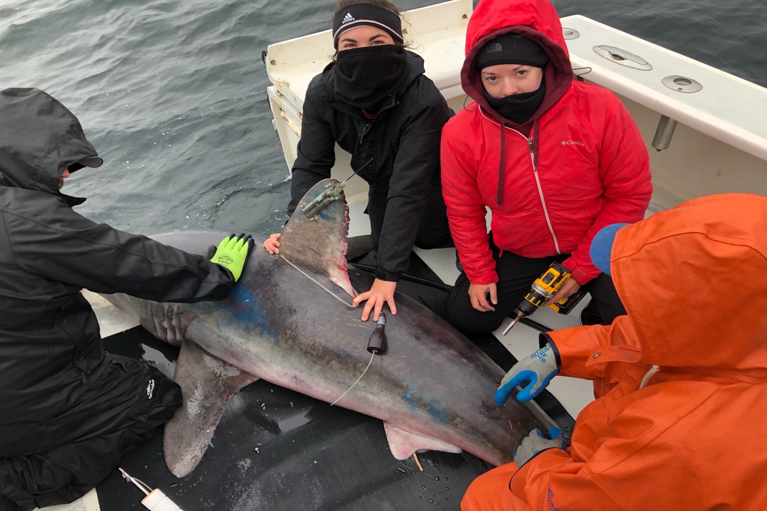 Picture of marine biologists tagging a porbeagle shark