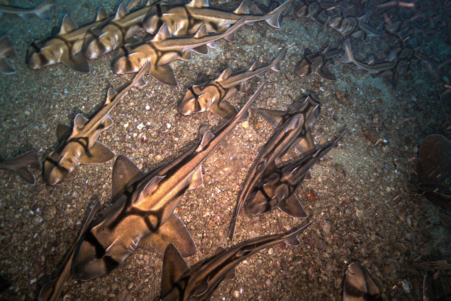 Image of sleeping Port Jackson sharks