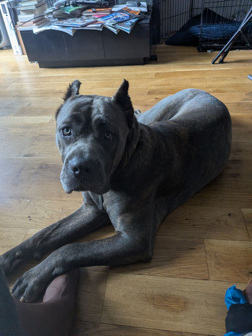 Shot of Cane Corso puppy laying on hardwood floor taken with Google Pixel 9 Pro Fold 