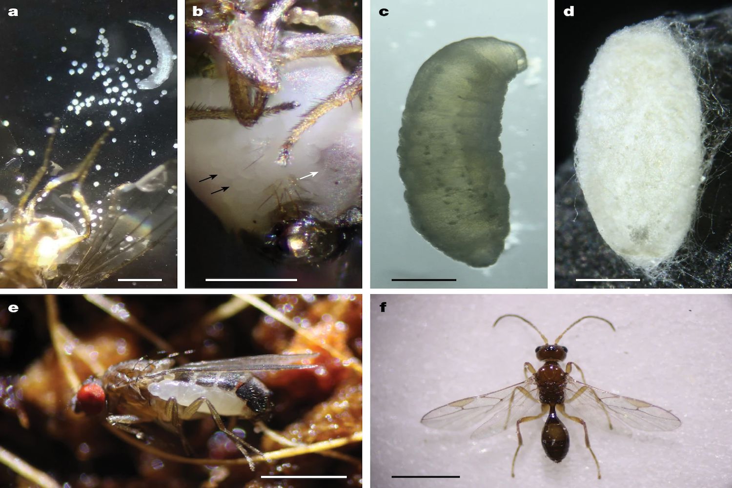 Image of several life stages of s. perlani.