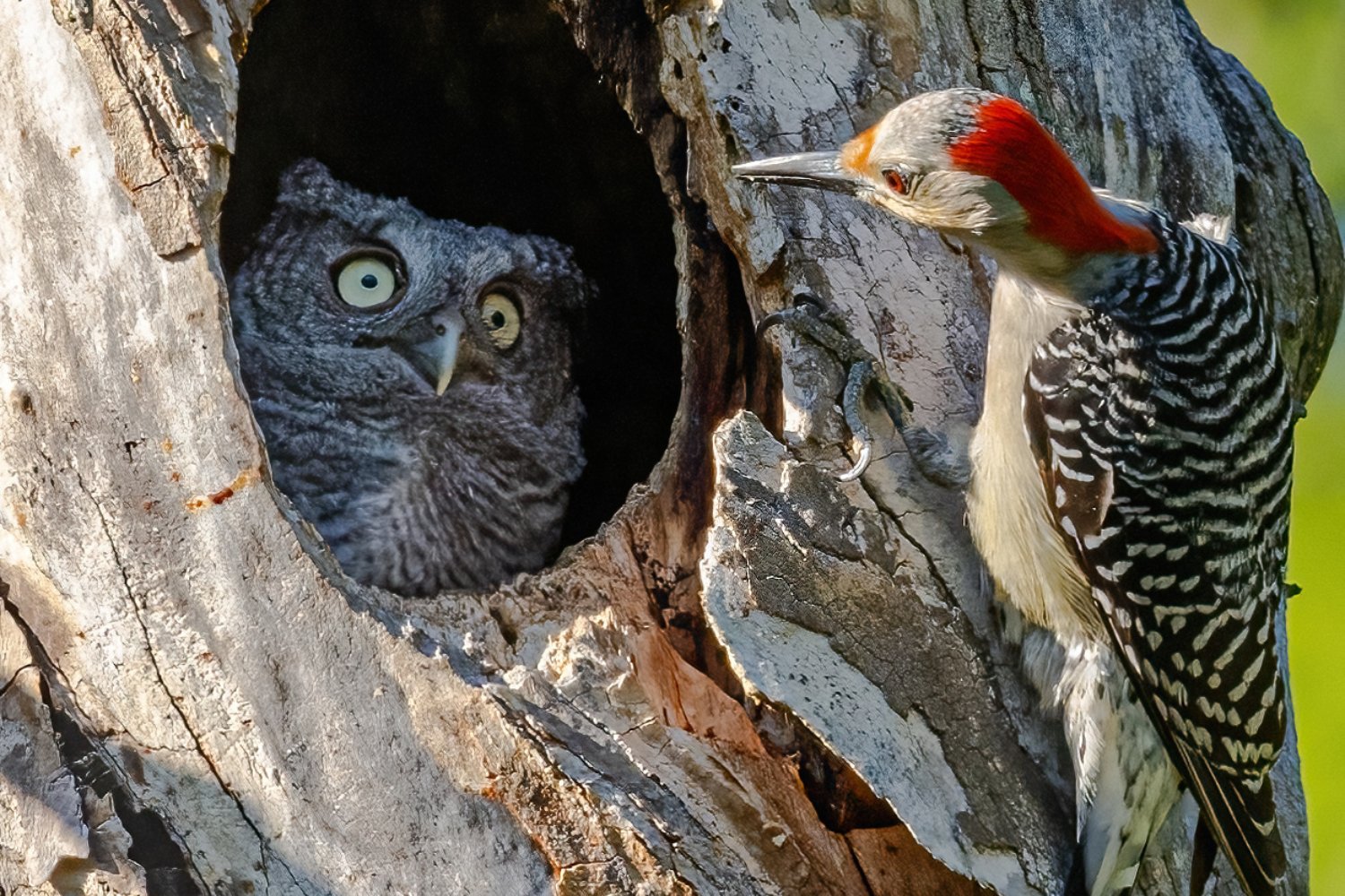 A red-bellied woodpecker checks out a screech owl nest.