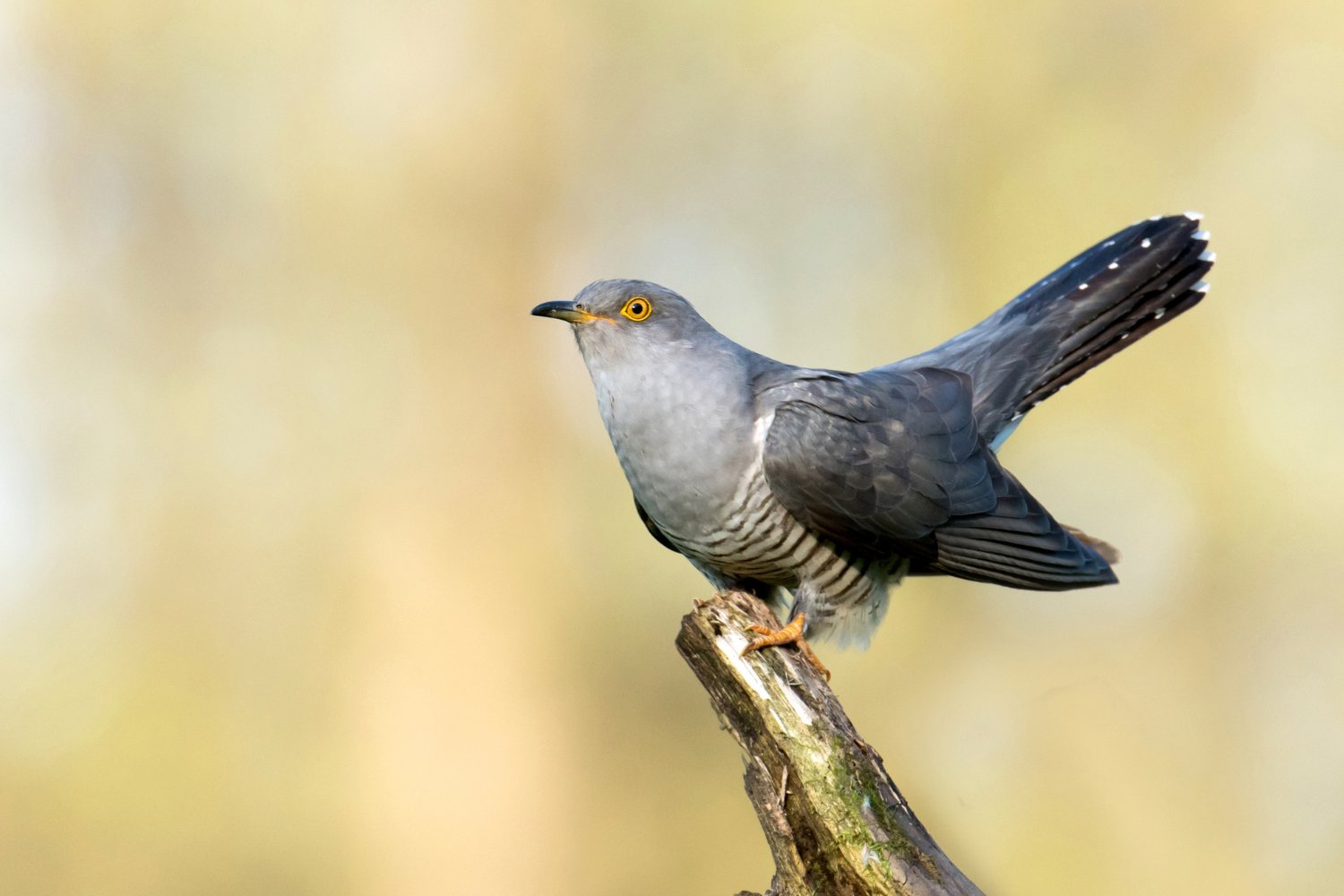 Common Cuckoo