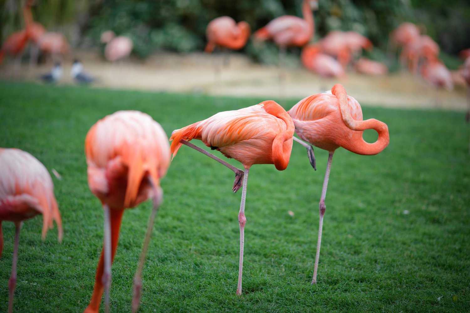 Flamingos