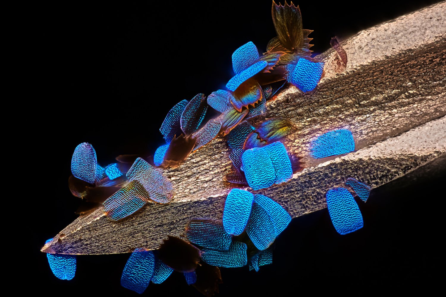 The 12th place went to this shot of a butterfly's wing scales on a medical syringe.