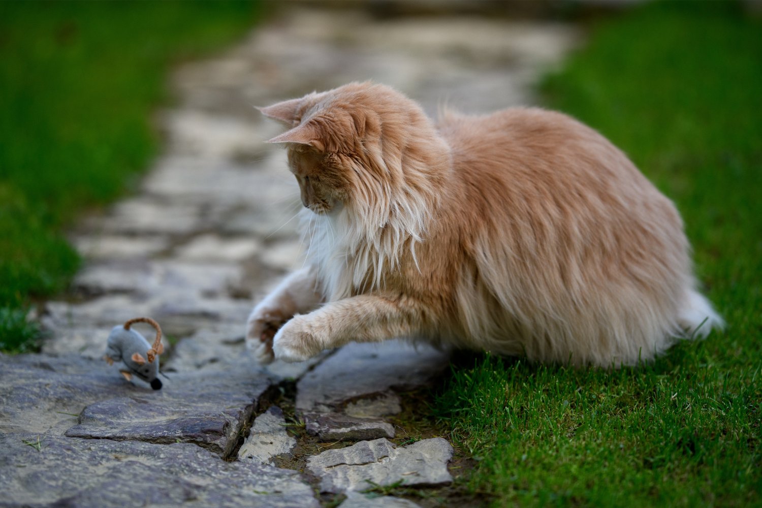 Cat With Toy Mouse