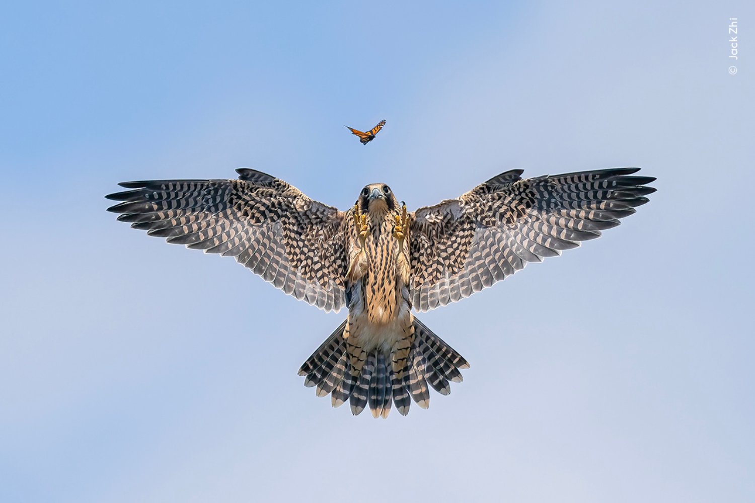 A young falcon chases after a butterfly in Los Angeles, California.