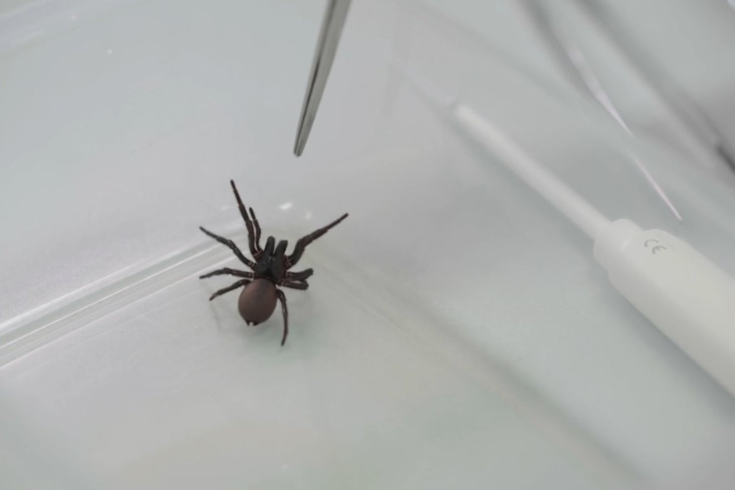 Funnel Web Spider