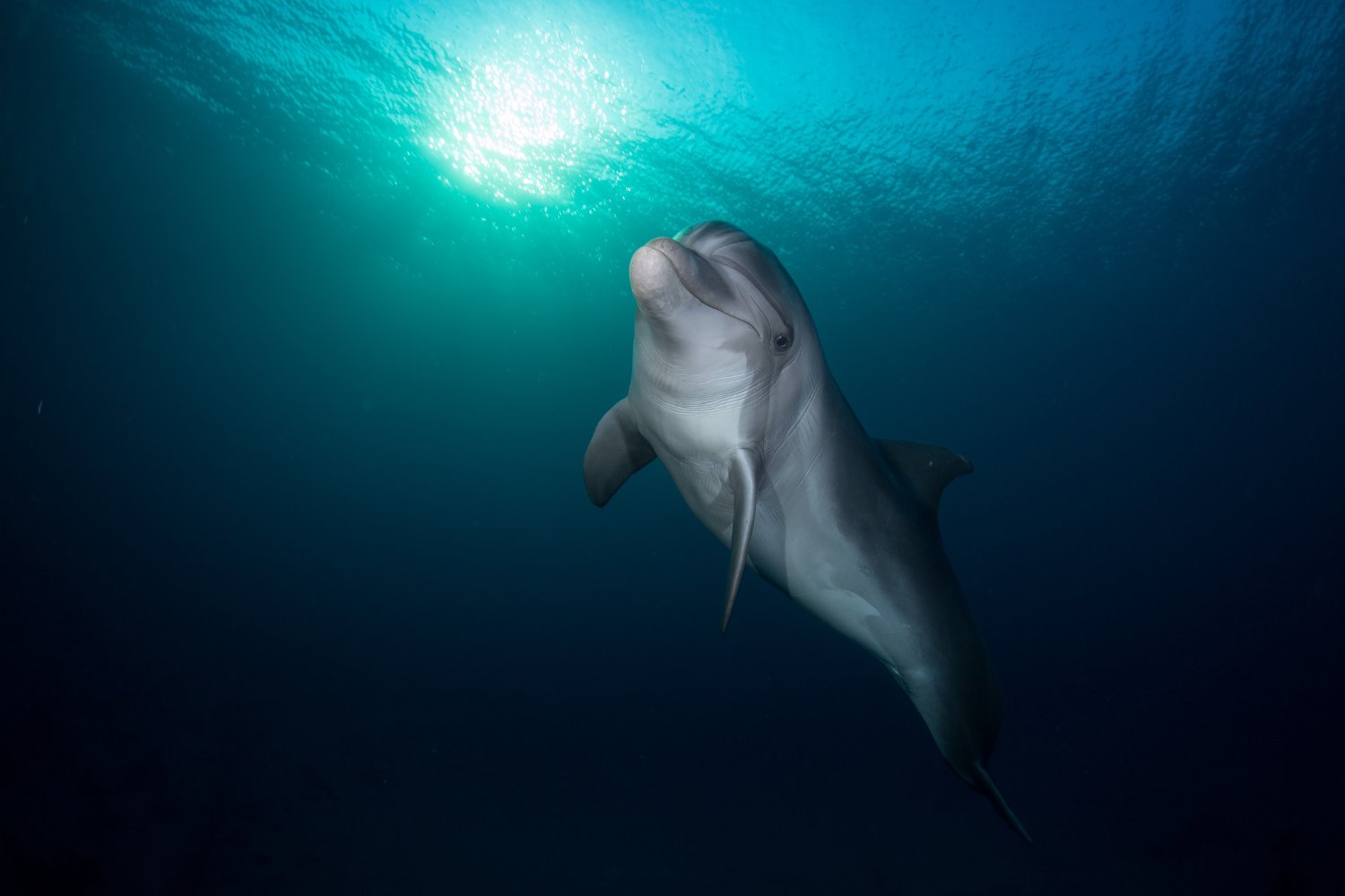 A bottlenose dolphin underwater.