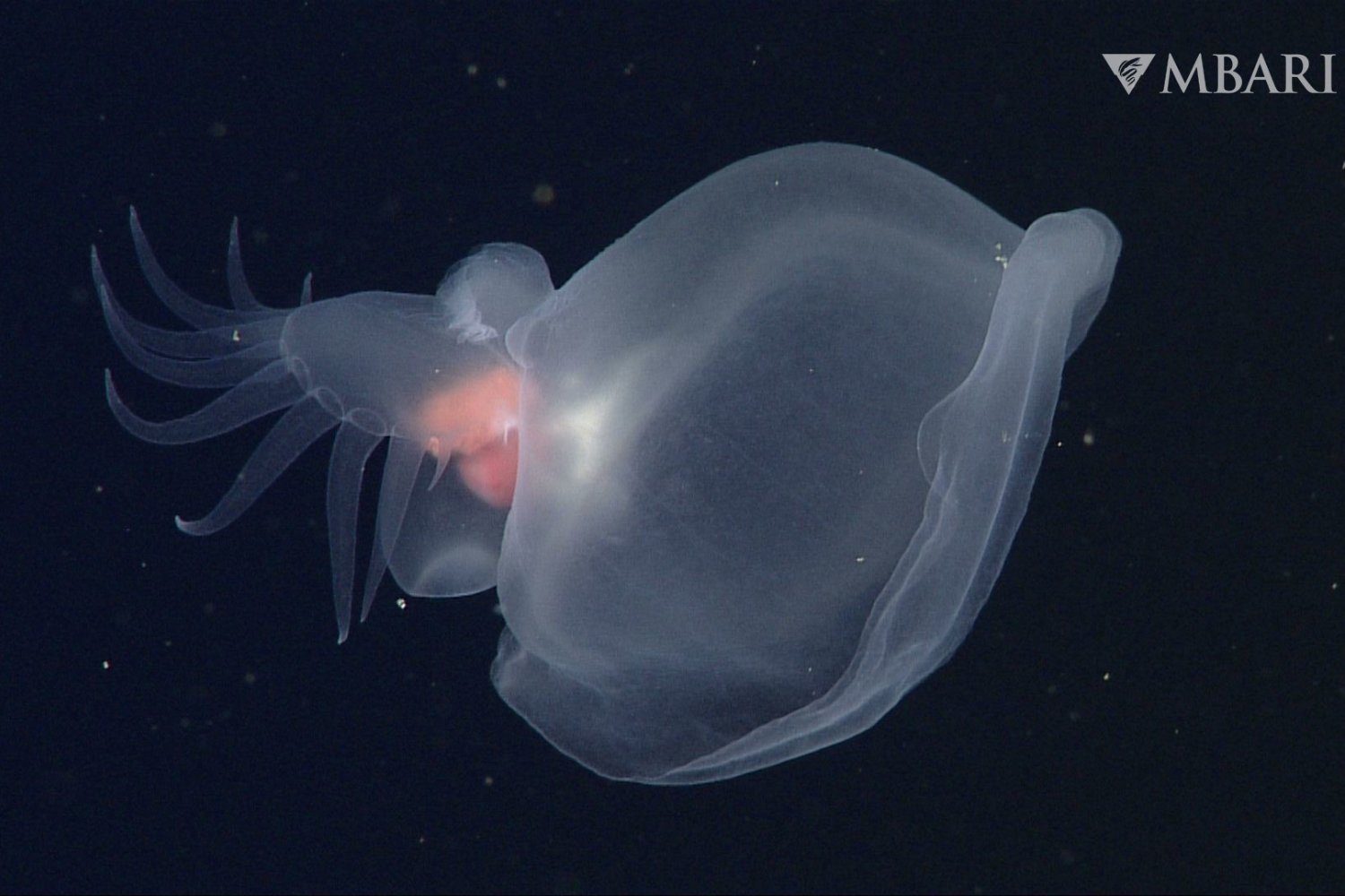 The "Mystery Mollusk" in the deep sea.