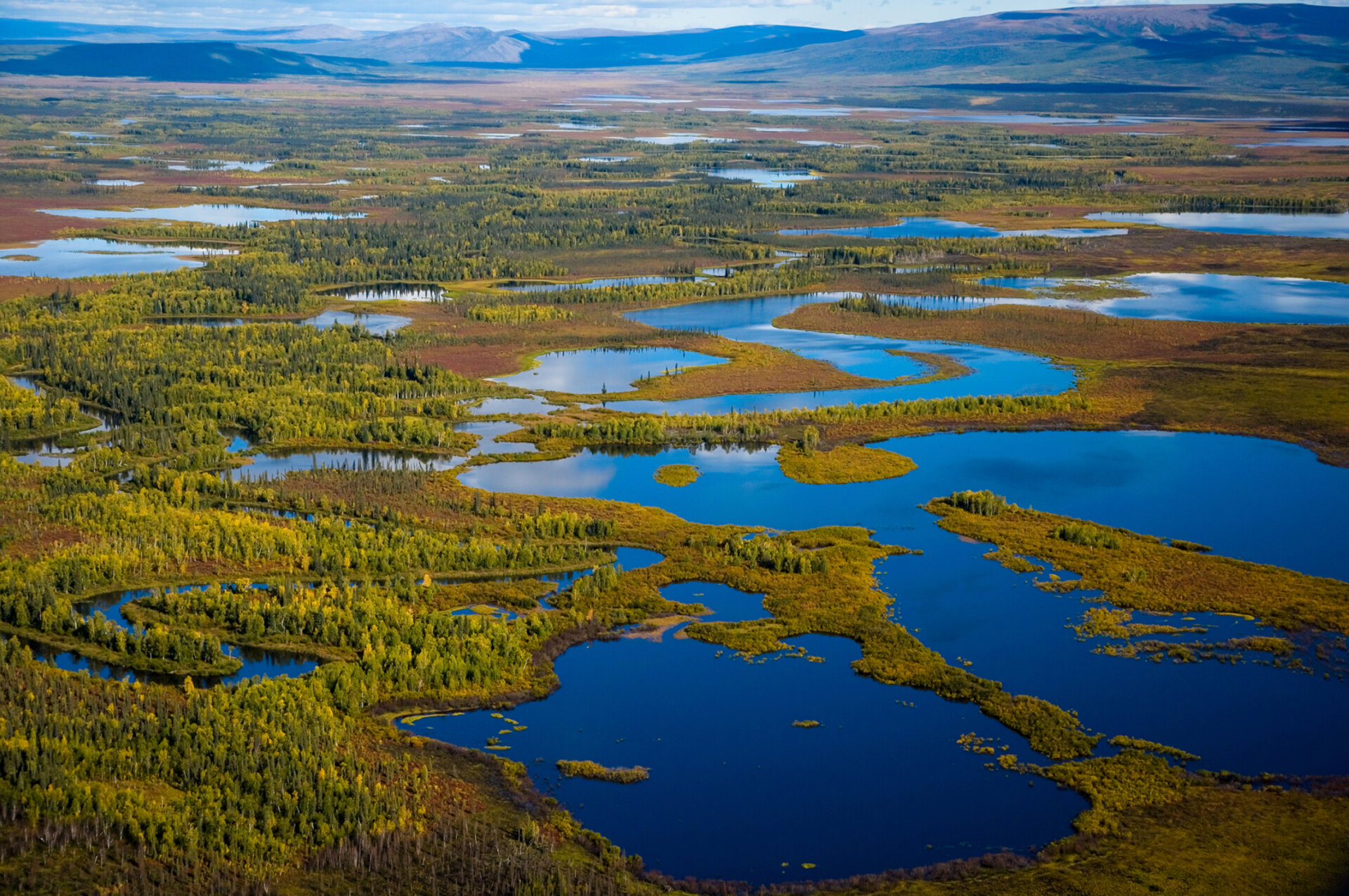 Alaska Boggy Ecosystem