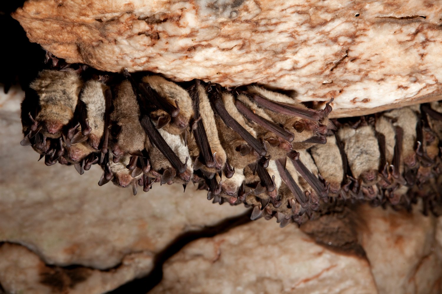 Cave Bats