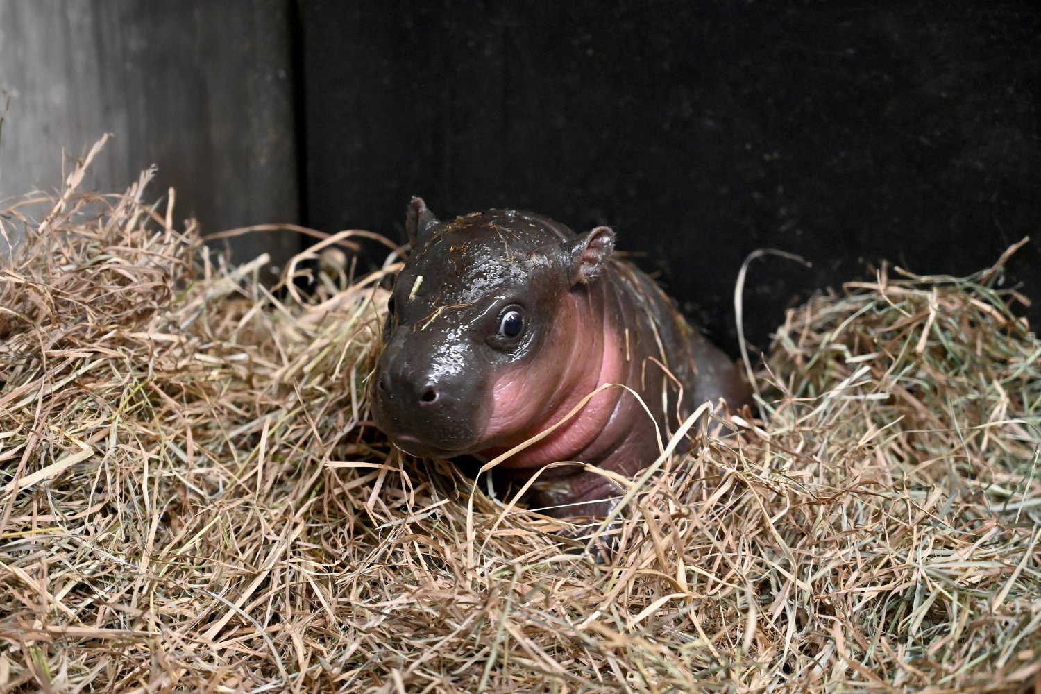 The zoo's latest addition: a healthy and fast-growing baby pygmy hippo.