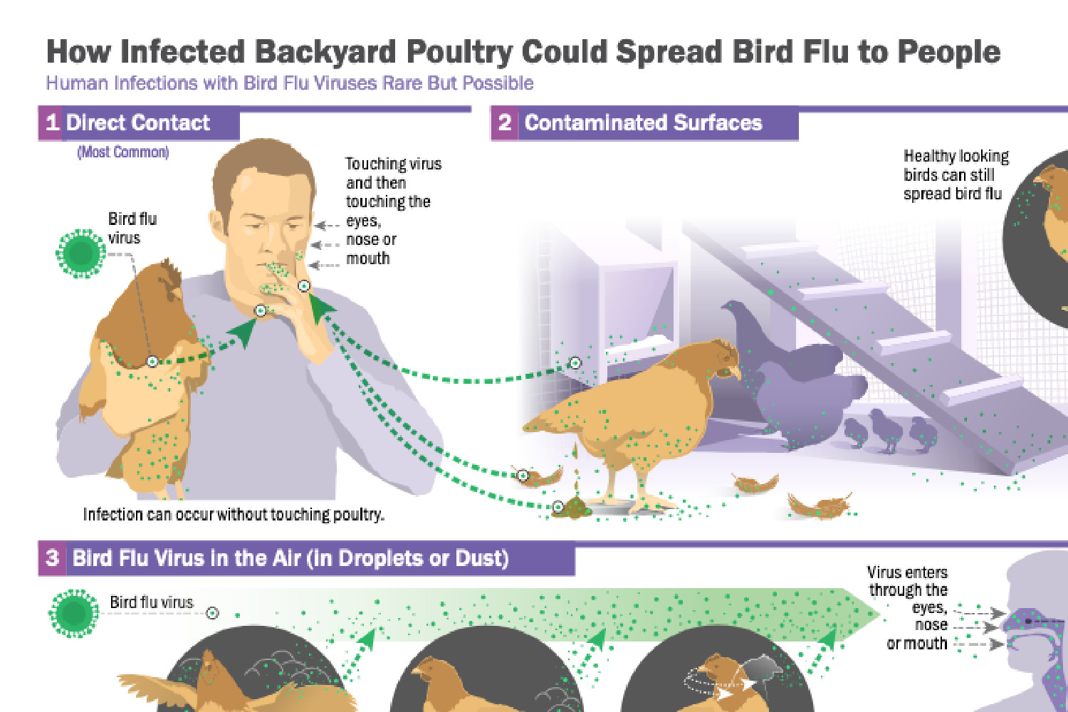 CDC fact sheet about how to avoid getting bird flu from backyard poultry.