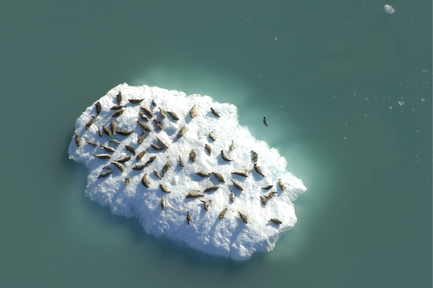 Seals on an iceberg in Glacier Bay National Park, as seen from the air.