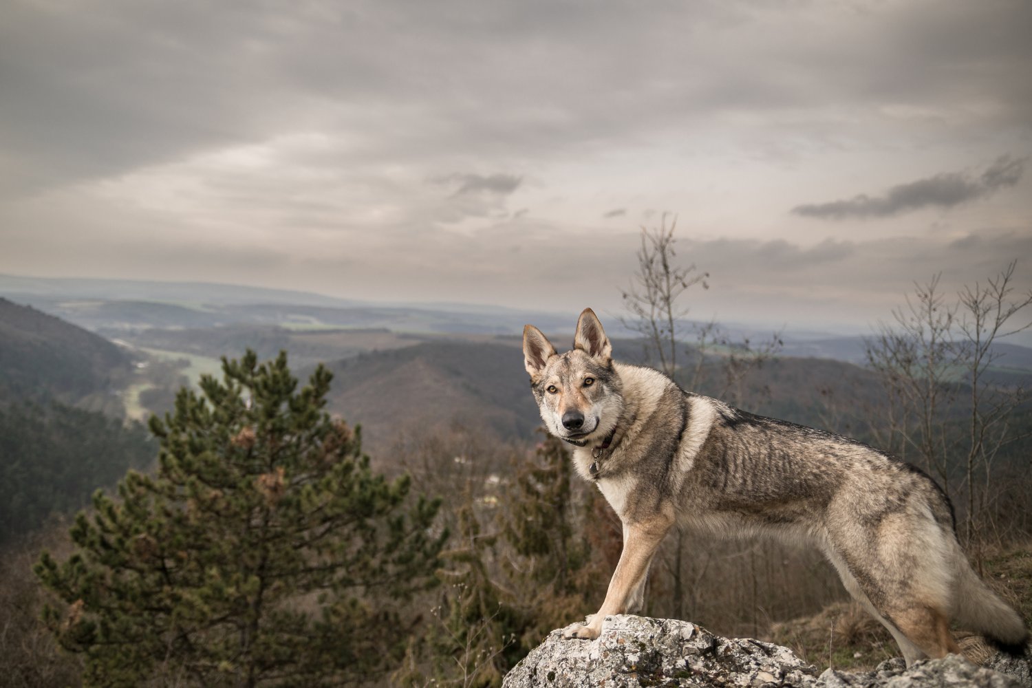 A wolfdog in the mountains.