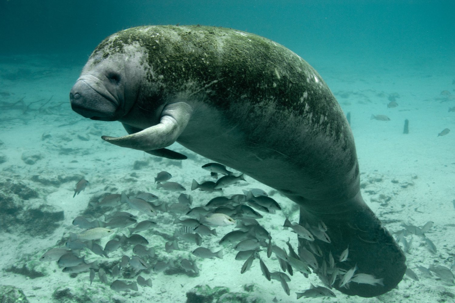 A Florida manatee.