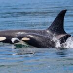 Orca With Calf