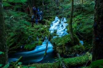 Spring Of Mckenzie River